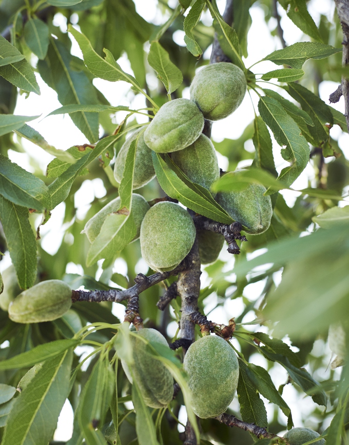 greenalmondfruits-CF022926