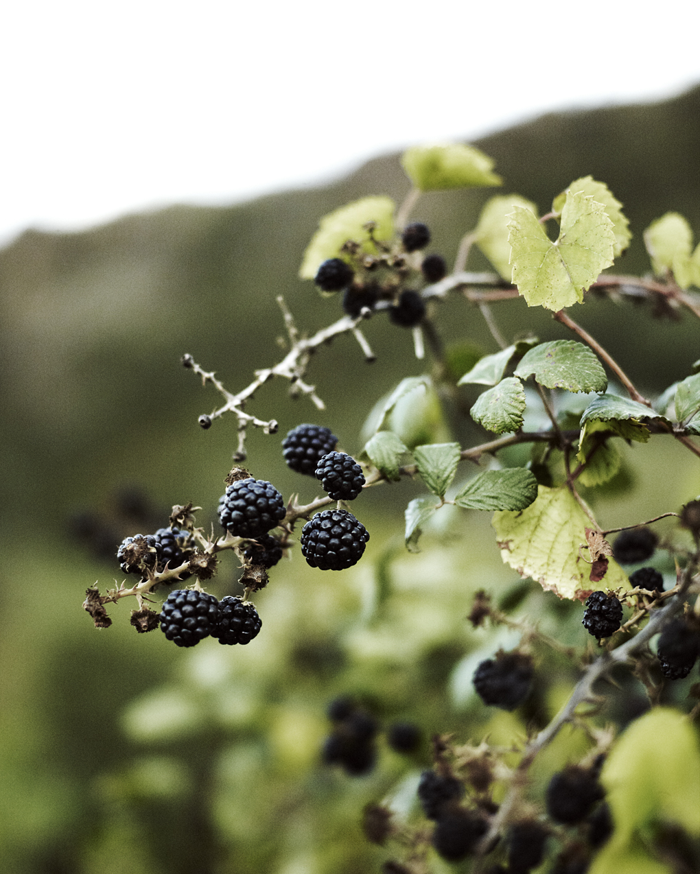 1-blackberries ghirlanda-CF048840